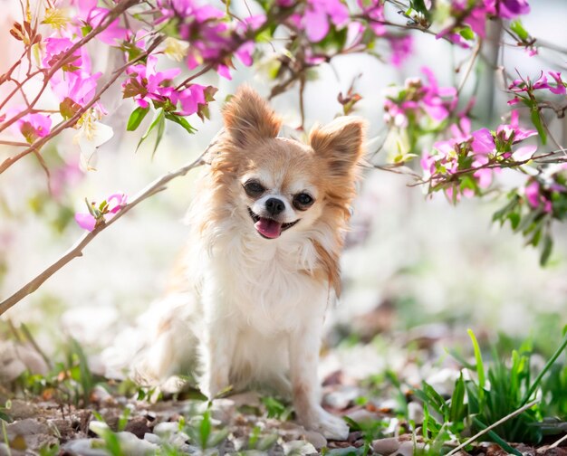 Chihuahua en la naturaleza