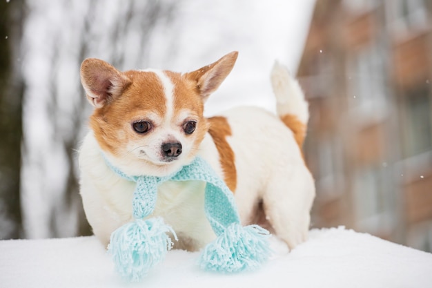 Chihuahua con un pañuelo azul camina por la calle en invierno. Foto de alta calidad