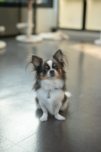 Un chihuahua con pelaje marrón y blanco se sienta dentro del restaurante, esperando ansiosamente para dar la bienvenida al cliente.