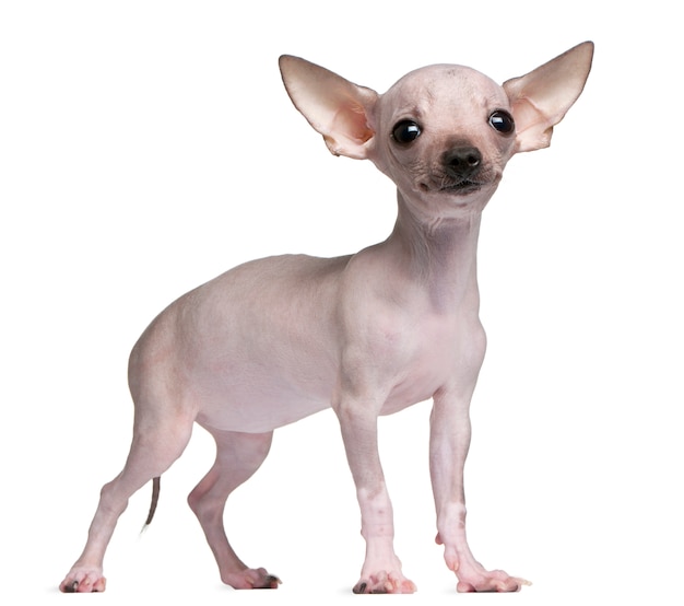Chihuahua sin pelo, 5 meses de edad, de pie
