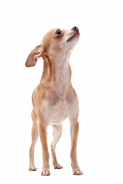 Chihuahua de pelo corto