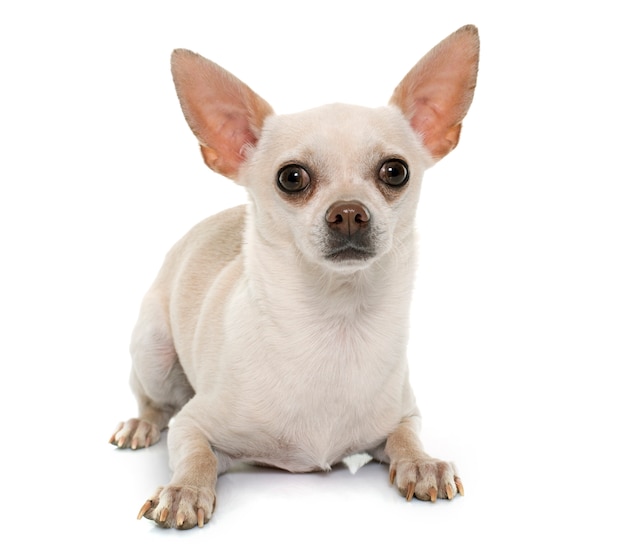 chihuahua de pelo corto