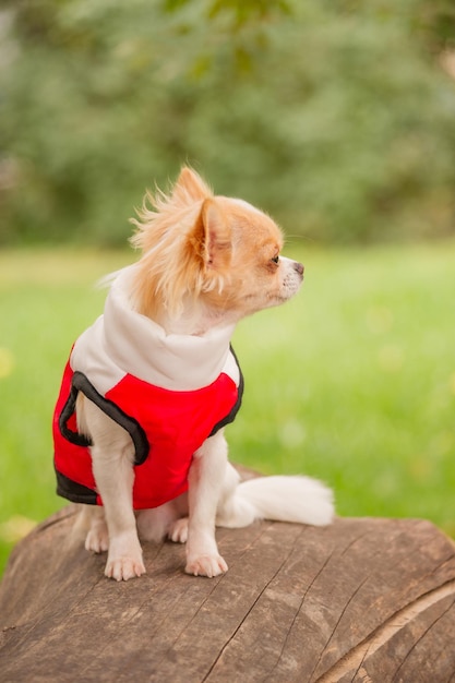 Un chihuahua de pelo largo de color blanco-rojo con chaleco se sienta en un tocón de árbol. Animal.