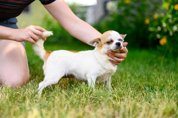 Chihuahua de pelo liso blanco adulto en el jardín verde de verano sobre fondo borroso