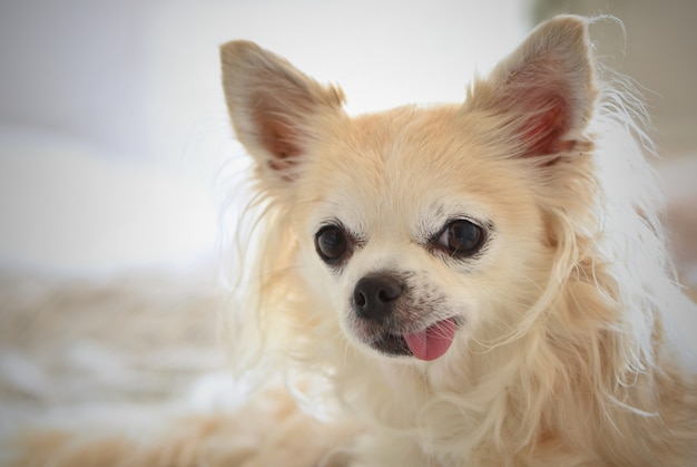 Foto chihuahua - pequeño perro gracioso