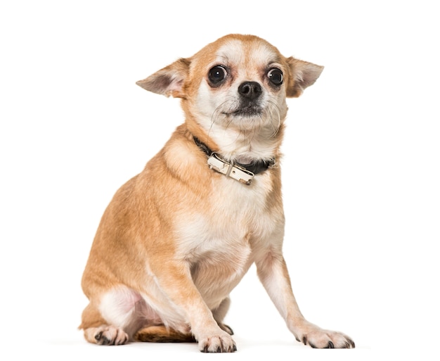 Chihuahua perro sentado