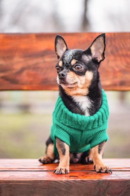 Chihuahua perro tricolor negro blanco marrón Animal mascota