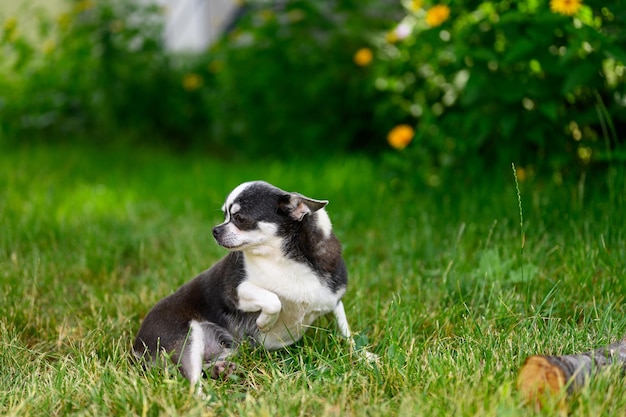 Chihuahua Pet Puppy sitzt allein im Garten auf Gras mit seiner Pfote und Ohren zwischen seinen Beinen