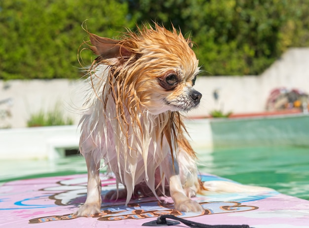 chihuahua y piscina