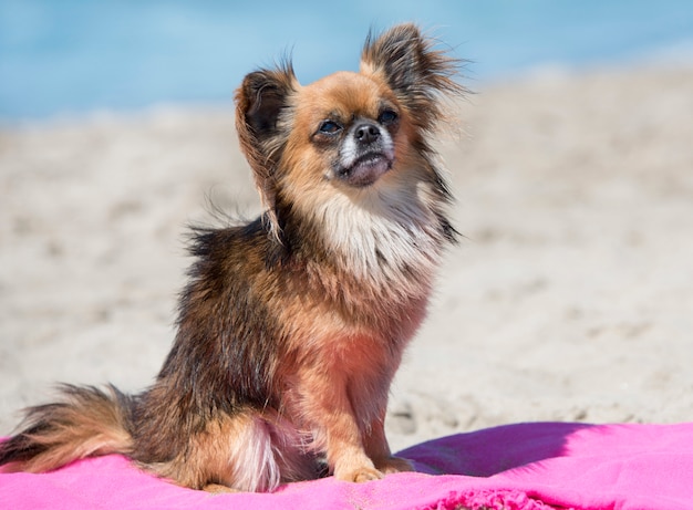 chihuahua en la playa