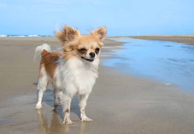 chihuahua en la playa