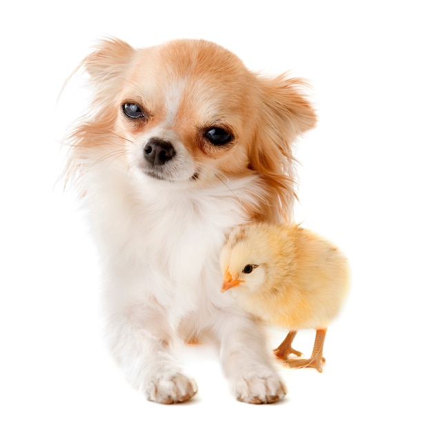 Chihuahua y pollito