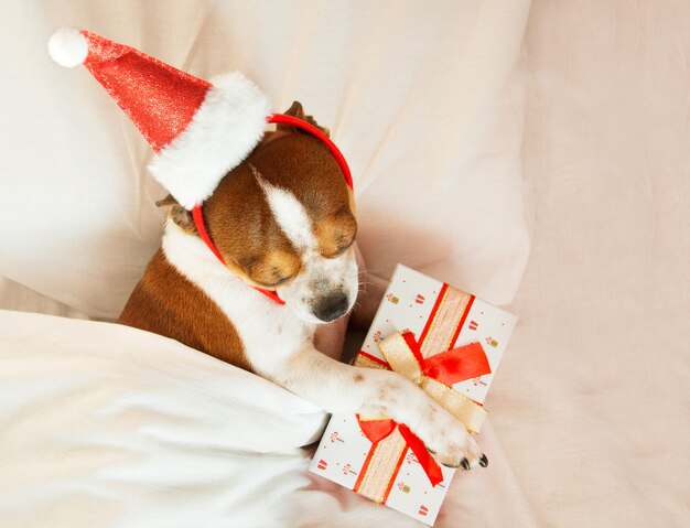 Chihuahua-Porträt im Santa-Hut-Rand mit Geschenk, das auf Bett liegt. Zu Hause bleiben. Entspannen. Weihnachtsträume. Hochwertiges Foto