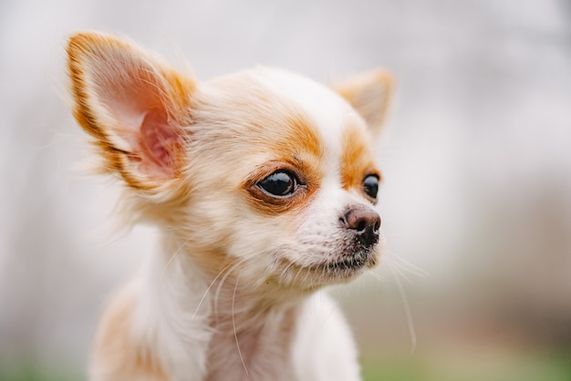 Chihuahua-Porträt. Weißes langhaariges Chihuahua-Welpenporträt. Chihuahua weißes niedliches Porträt