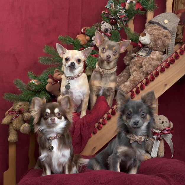 Chihuahua posieren, in Weihnachtsschmuck