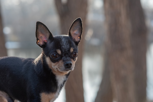 Chihuahua preto, marrom e branco. Filhote fofo. Mini raça Chihuahua Smoothhair.