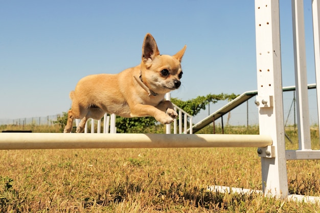 Chihuahua pulando