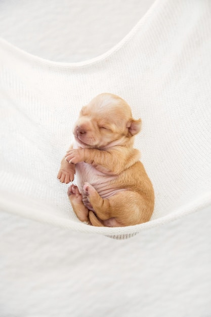 Chihuahua raza pura Recién nacido super dulce cachorros durmiendo foto de estudio fotografía de mascotas