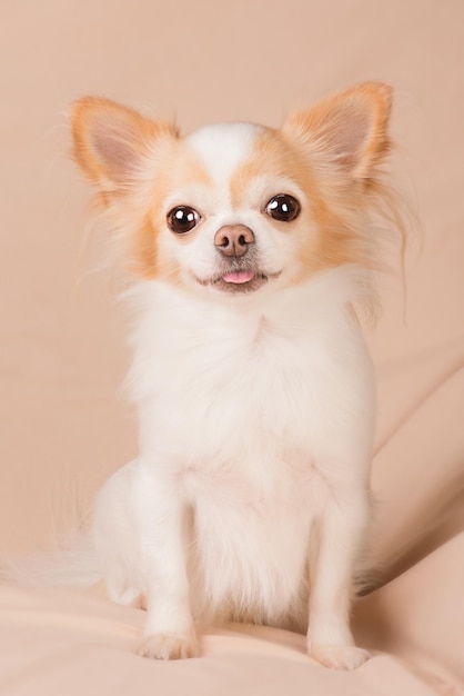 Foto chihuahua retrato de estúdio de cabelo vermelho branco cão de raça pura em fundo bege