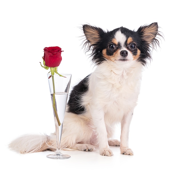 Chihuahua con una rosa para celebrar el amor en un blanco