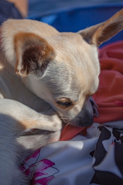 Chihuahua schlafen in einem Holzboden