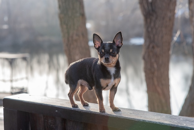 Chihuahua schwarz, braun und weiß. Süßer Welpe. Mini Rasse Chihuahua Smooth Shorthair.