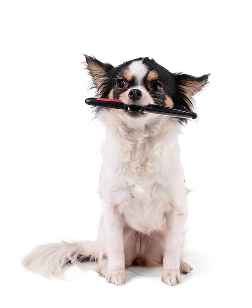 Chihuahua segurando um pente na boca, isolado em um fundo branco