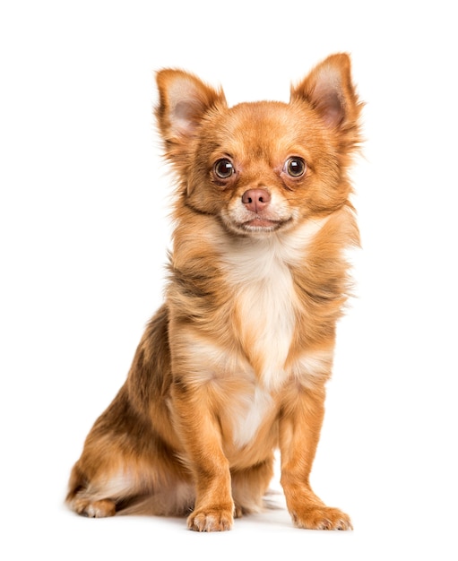 Chihuahua sentado em frente a um fundo branco