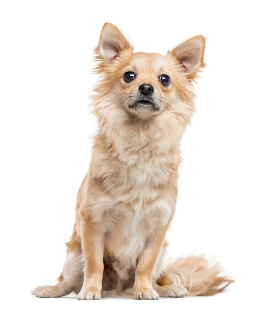 Chihuahua, sentado y mirando a cámara, aislado en blanco