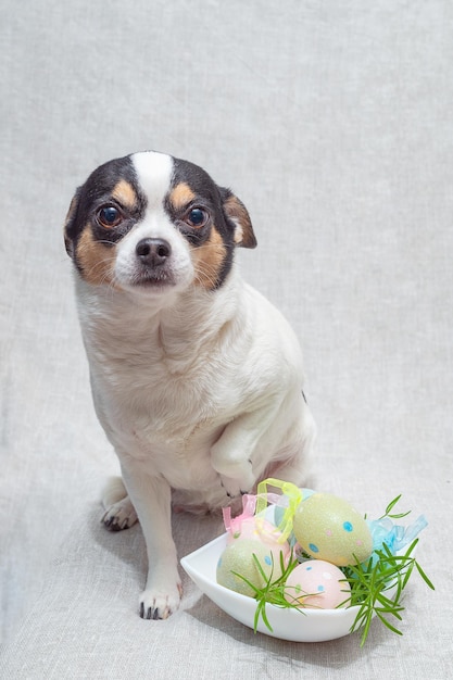 El Chihuahua se sienta con la pata hacia arriba con los huevos de Pascua