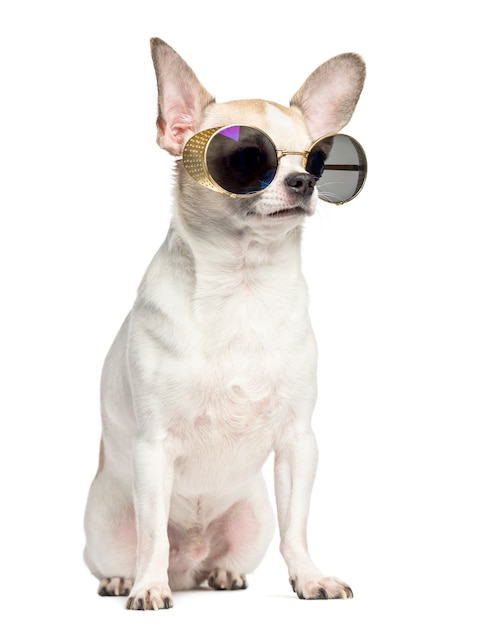 Chihuahua sitzt und trägt eine Sonnenbrille, die auf Weiß isoliert ist