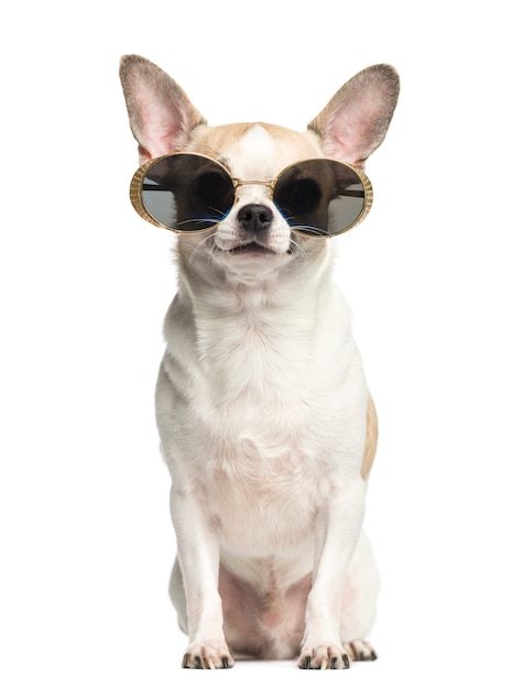 Chihuahua sitzt und trägt eine Sonnenbrille, die auf Weiß isoliert ist