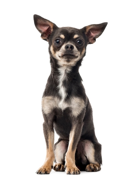 Chihuahua sitzt vor einer weißen Wand