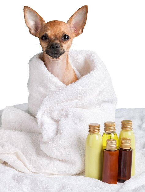 Foto chihuahua en spa para perros