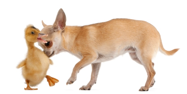Chihuahua spielt mit einem einheimischen Entlein