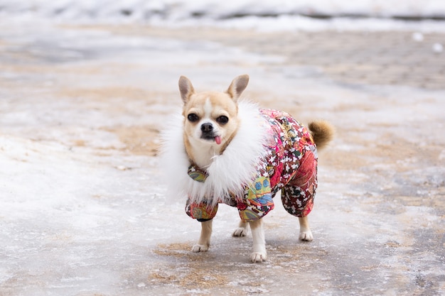 Chihuahua terno no inverno