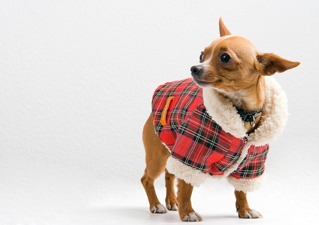 Chihuahua en traje de Santa sobre pared blanca