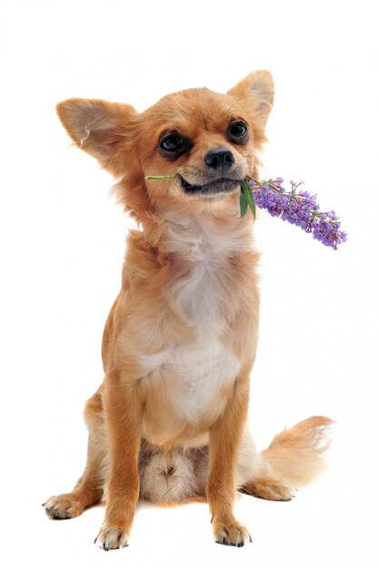 Chihuahua und Blume