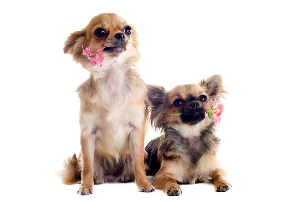 Chihuahua und Blumen