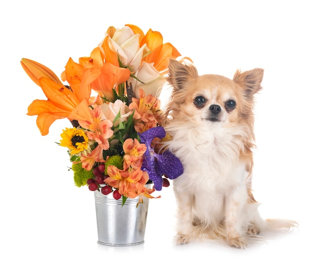 Chihuahua und Blumen