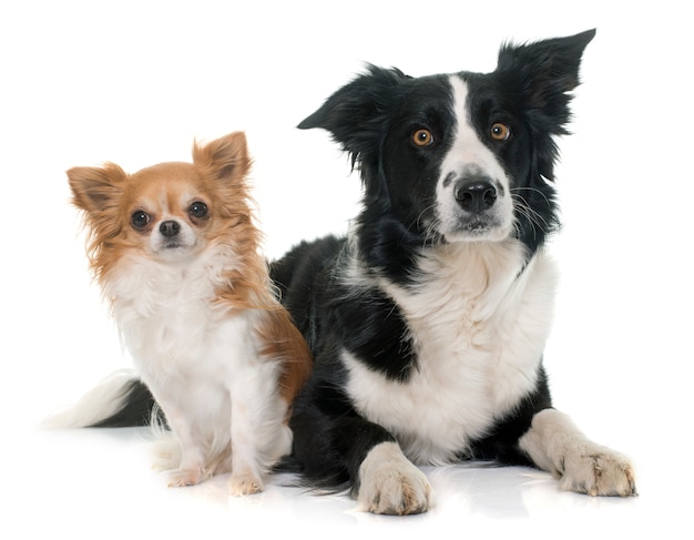 Foto chihuahua und border collie