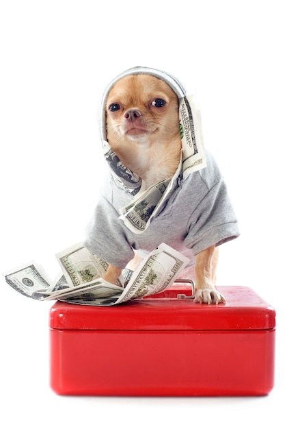 Chihuahua und Dollar