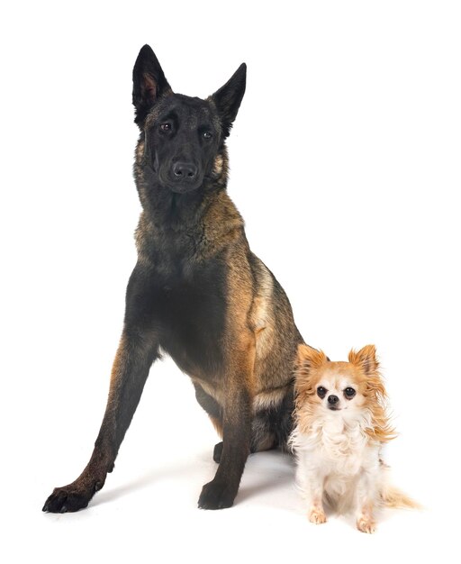 Chihuahua und Malinois im Studio
