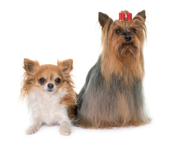 Chihuahua und Yorkshire Terrier