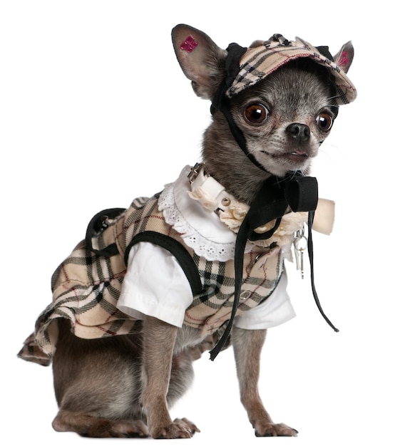 Chihuahua vestido con traje a cuadros sentado