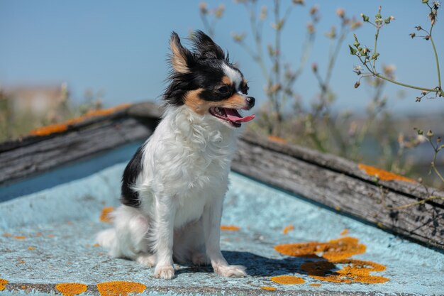 Chihuahua en un viejo barco pesquero azul en el desierto