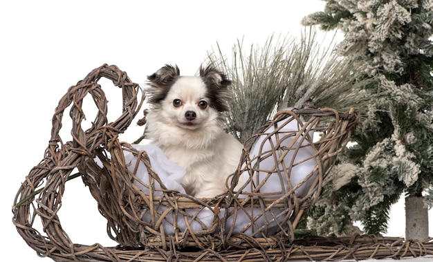 Chihuahua vor einer Weihnachtslandschaft