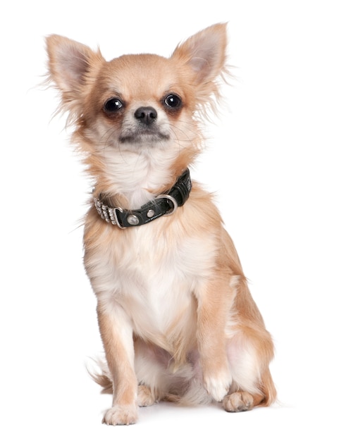 Chihuahua Welpe (8 Monate alt)