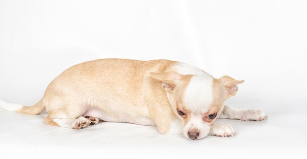 Chihuahua-Welpe auf weißem Hintergrund