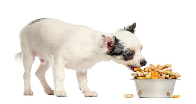 Chihuahua-Welpe, der Hundekuchen aus einer Schüssel isst, die auf Weiß lokalisiert wird